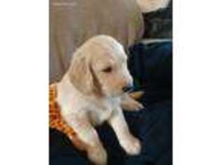 Goldendoodle Puppy for sale in Buford, GA, USA