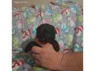 Mutt Puppy for sale in Willow Springs, MO, USA