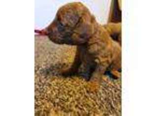 Goldendoodle Puppy for sale in Taylors, SC, USA