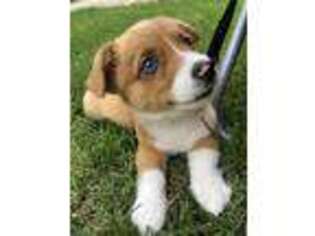 Pembroke Welsh Corgi Puppy for sale in Niles, IL, USA