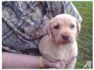 Labrador Retriever Puppy for sale in MOUNT JULIET, TN, USA