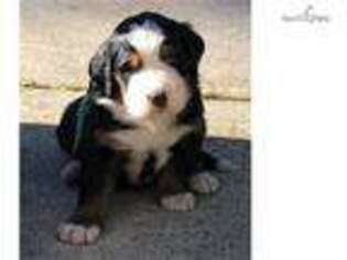 Bernese Mountain Dog Puppy for sale in Atlanta, GA, USA