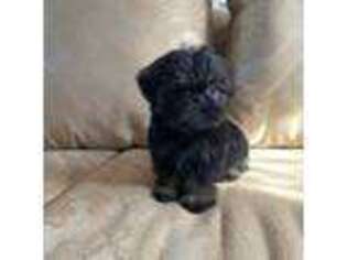 Brussels Griffon Puppy for sale in Rock Hill, SC, USA