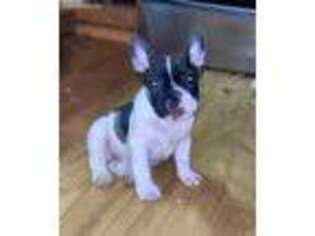 French Bulldog Puppy for sale in Bethel, PA, USA
