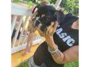 Bulldog Puppy for sale in Lady Lake, FL, USA