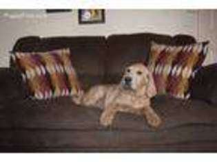 Labradoodle Puppy for sale in Nottingham, PA, USA
