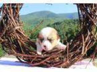 Pembroke Welsh Corgi Puppy for sale in Unicoi, TN, USA