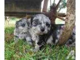 Mutt Puppy for sale in PATRIOT, OH, USA