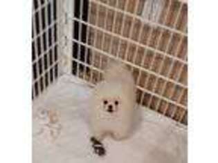 Pomeranian Puppy for sale in Manassas, VA, USA