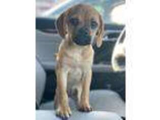 Puggle Puppy for sale in Trumbull, CT, USA
