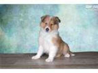 Collie Puppy for sale in Saint George, UT, USA