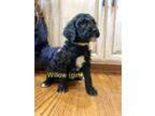 Saint Berdoodle Puppy for sale in Snohomish, WA, USA