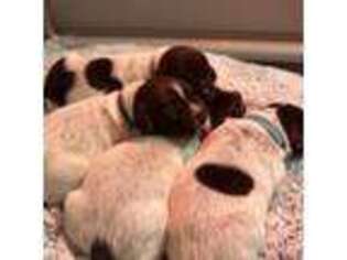 Wirehaired Pointing Griffon Puppy for sale in Maiden, NC, USA