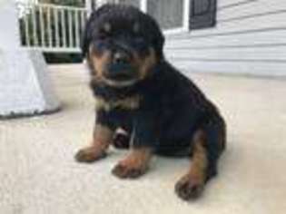 Rottweiler Puppy for sale in Reisterstown, MD, USA