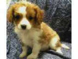 Cavachon Puppy for sale in Black River, NY, USA