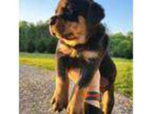 Rottweiler Puppy for sale in Reidsville, NC, USA