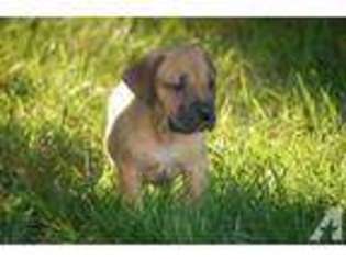 Cane Corso Puppy for sale in UPPER MARLBORO, MD, USA