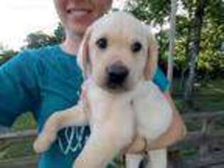 Labrador Retriever Puppy for sale in Lovettsville, VA, USA