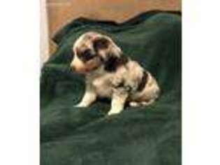 Miniature Australian Shepherd Puppy for sale in Houston, TX, USA