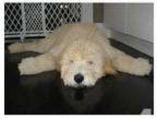 Goldendoodle Puppy for sale in FORT SCOTT, KS, USA