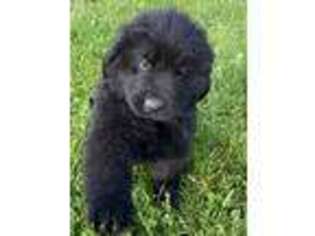 Newfoundland Puppy for sale in Titusville, PA, USA