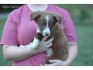 Border Collie Puppy for sale in Norris City, IL, USA