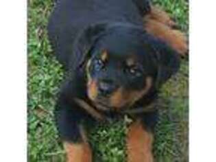 Rottweiler Puppy for sale in North Judson, IN, USA