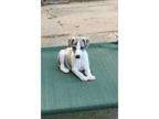 Whippet Puppy for sale in Fowlerville, MI, USA