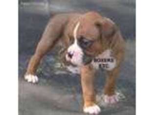 Boxer Puppy for sale in Nicholls, GA, USA