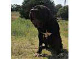 Neapolitan Mastiff Puppy for sale in Jennings, OK, USA