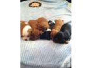 Cavalier King Charles Spaniel Puppy for sale in FRESNO, CA, USA
