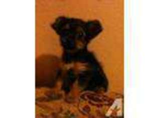 Yorkshire Terrier Puppy for sale in REDLANDS, CA, USA