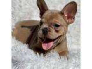 French Bulldog Puppy for sale in Hardy, AR, USA