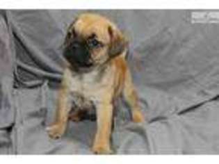 Pug Puppy for sale in Louisville, KY, USA
