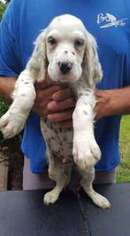 English Setter Puppy for sale in Denver, PA, USA