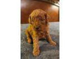 Goldendoodle Puppy for sale in Copan, OK, USA