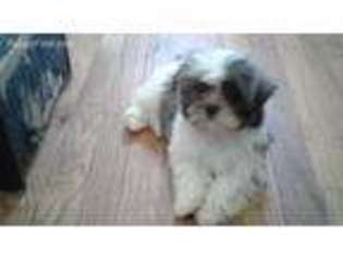 Mal-Shi Puppy for sale in Hamden, CT, USA