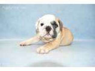 Bulldog Puppy for sale in South Boston, VA, USA