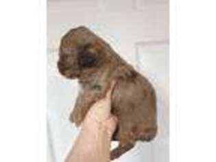 Cock-A-Poo Puppy for sale in Russellville, KY, USA