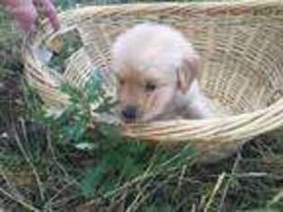Golden Retriever Puppy for sale in Larkspur, CO, USA