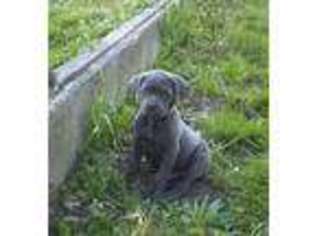 Cane Corso Puppy for sale in Olmsted Falls, OH, USA