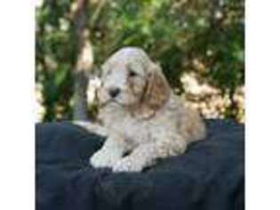 Mutt Puppy for sale in Squaw Valley, CA, USA