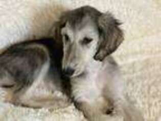 Afghan Hound Puppy for sale in Battle Creek, MI, USA