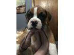 Boxer Puppy for sale in Parkersburg, WV, USA