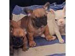 French Bulldog Puppy for sale in Inglis, FL, USA