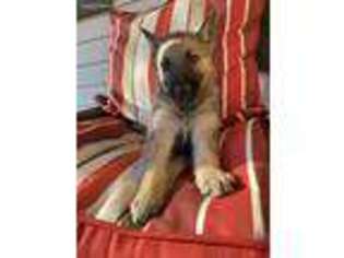 German Shepherd Dog Puppy for sale in Raphine, VA, USA