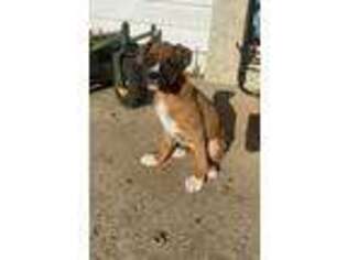 Boxer Puppy for sale in Beech Grove, IN, USA