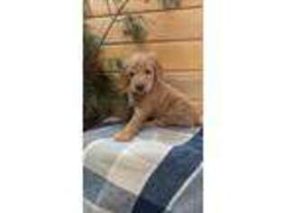 Goldendoodle Puppy for sale in Lewisburg, PA, USA