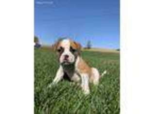 American Bulldog Puppy for sale in Bernville, PA, USA
