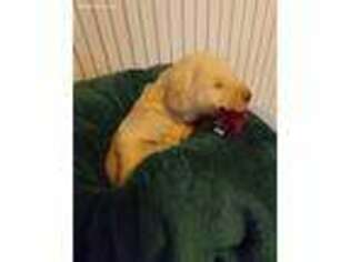 Labradoodle Puppy for sale in Broken Bow, OK, USA